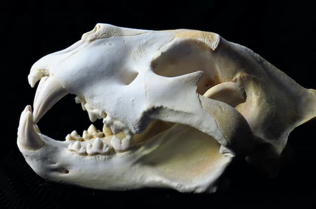 ライオンの頭蓋骨