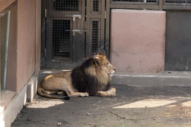 日立市かみね動物園