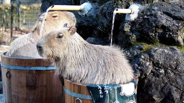 こども動物自然公園