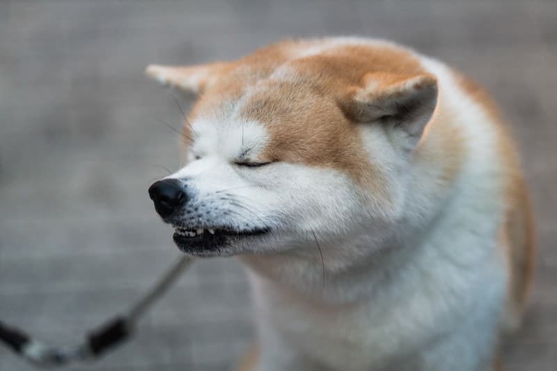 柴犬